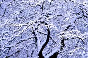 Schneebaum